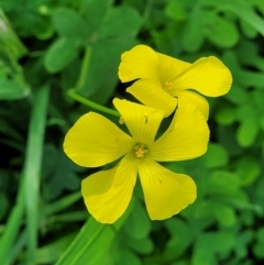 Oxalis pes-caprae at Tumut, NSW - 24 Jul 2022