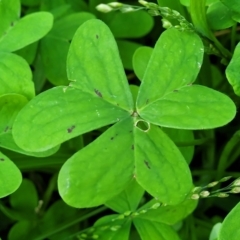 Oxalis pes-caprae at Tumut, NSW - 24 Jul 2022