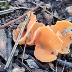 Aleuria sp. (genus) (An Orange peel fungus) at Wereboldera, NSW - 24 Jul 2022 by trevorpreston