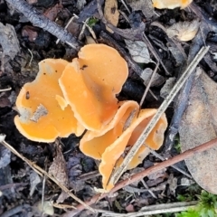 Aleuria sp. at Wereboldera, NSW - 24 Jul 2022