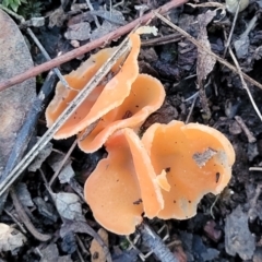 Aleuria sp. at Wereboldera, NSW - 24 Jul 2022