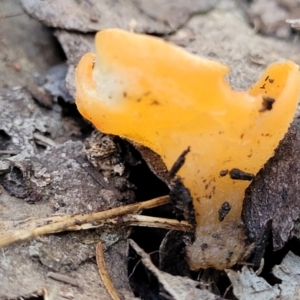 Aleuria sp. at Wereboldera, NSW - 24 Jul 2022