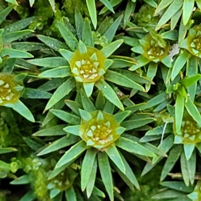 Dawsonia (genus) (A moss) at Wereboldera, NSW - 24 Jul 2022 by trevorpreston