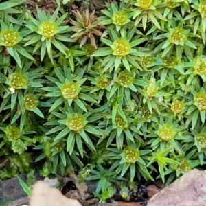 Dawsonia (genus) at Wereboldera, NSW - 24 Jul 2022