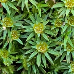 Dawsonia (genus) at Wereboldera, NSW - 24 Jul 2022