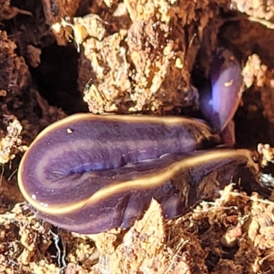 Caenoplana coerulea (Blue Planarian, Blue Garden Flatworm) at Wereboldera, NSW - 24 Jul 2022 by trevorpreston