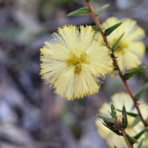 Acacia ulicifolia at Wereboldera, NSW - 24 Jul 2022