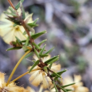 Acacia ulicifolia at Wereboldera, NSW - 24 Jul 2022