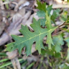 Grevillea ramosissima subsp. ramosissima (Fan Grevillea) at Wereboldera, NSW - 24 Jul 2022 by trevorpreston