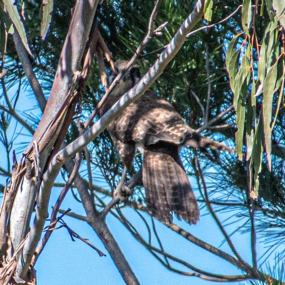 Falco berigora (Brown Falcon) at Molonglo Valley, ACT - 24 Jul 2022 by Chris Appleton