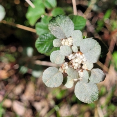 Spyridium parvifolium (Dusty Miller) at Wereboldera, NSW - 24 Jul 2022 by trevorpreston