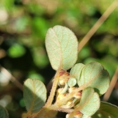 Spyridium parvifolium at Wereboldera, NSW - 24 Jul 2022