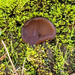 Aleurina asperula at Wereboldera, NSW - 24 Jul 2022