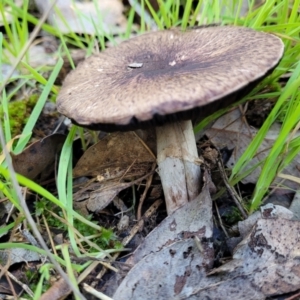 Agaricus sp. at Wereboldera, NSW - 24 Jul 2022