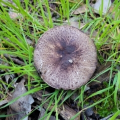 Agaricus sp. at Wereboldera, NSW - 24 Jul 2022