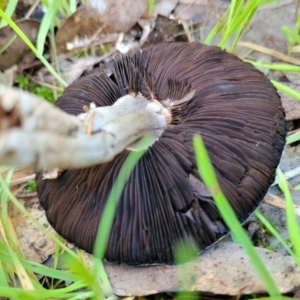 Agaricus sp. at Wereboldera, NSW - 24 Jul 2022