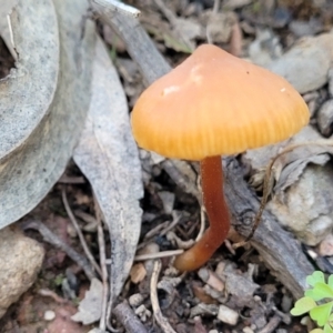 Mycena sp. at Tumut State Forest - 24 Jul 2022 12:48 PM