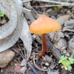 Mycena sp. at Tumut State Forest - 24 Jul 2022 12:48 PM