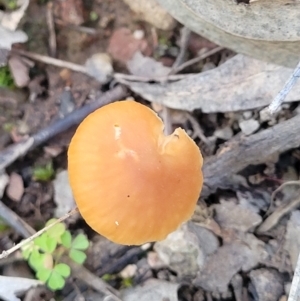 Mycena sp. at Tumut State Forest - 24 Jul 2022 12:48 PM