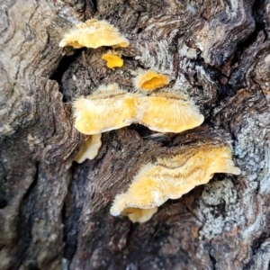 Stereum hirsutum at Wereboldera, NSW - 24 Jul 2022