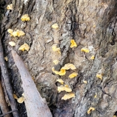 Stereum hirsutum at Wereboldera, NSW - 24 Jul 2022