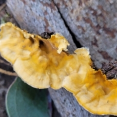 Stereum hirsutum at Wereboldera, NSW - 24 Jul 2022