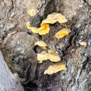 Stereum hirsutum at Wereboldera, NSW - 24 Jul 2022