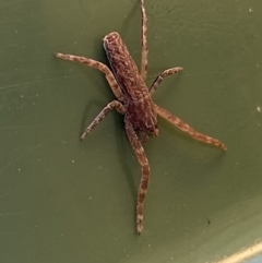 Synalus angustus (Narrow crab spider) at Jerrabomberra, NSW - 24 Jul 2022 by Steve_Bok