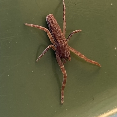 Synalus angustus (Narrow crab spider) at Jerrabomberra, NSW - 24 Jul 2022 by Steve_Bok