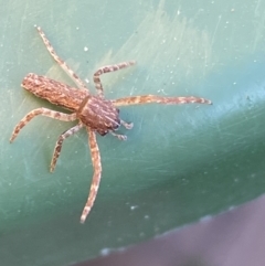 Synalus angustus at Jerrabomberra, NSW - 24 Jul 2022