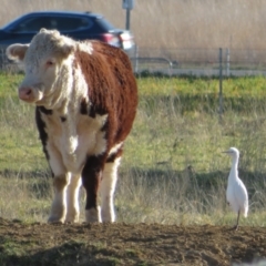 Bubulcus coromandus (Eastern Cattle Egret) at Pialligo, ACT - 24 Jul 2022 by Christine