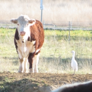 Bubulcus coromandus at Pialligo, ACT - 24 Jul 2022