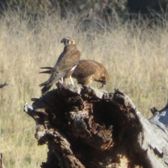 Falco berigora (Brown Falcon) at Pialligo, ACT - 24 Jul 2022 by Christine