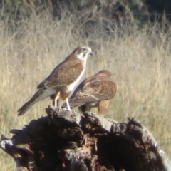 Falco berigora at Pialligo, ACT - 24 Jul 2022