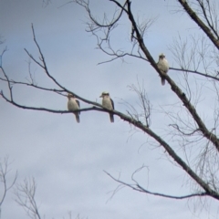 Dacelo novaeguineae (Laughing Kookaburra) at Cudgewa, VIC - 24 Jul 2022 by Darcy