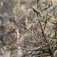 Ptilotula penicillata (White-plumed Honeyeater) at Welaregang, NSW - 24 Jul 2022 by Darcy