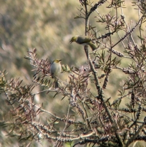 Ptilotula penicillata at Welaregang, NSW - suppressed