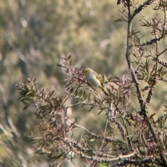 Ptilotula penicillata at Welaregang, NSW - suppressed