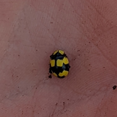 Illeis galbula (Fungus-eating Ladybird) at Watson, ACT - 24 Jul 2022 by AniseStar