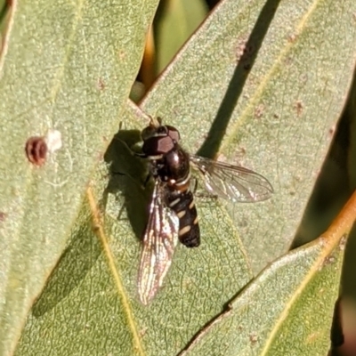 Melangyna viridiceps (Hover fly) at Watson, ACT - 24 Jul 2022 by AniseStar