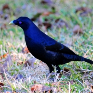 Ptilonorhynchus violaceus at Kingston, ACT - 24 Jul 2022