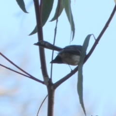 Rhipidura albiscapa (Grey Fantail) at Oaks Estate, ACT - 24 Jul 2022 by Paul4K