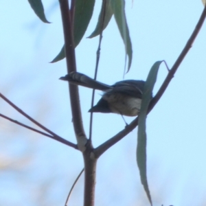 Rhipidura albiscapa at Oaks Estate, ACT - 24 Jul 2022