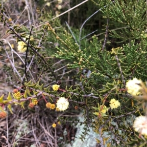 Acacia gunnii at Coree, ACT - 25 Jul 2022 12:33 PM