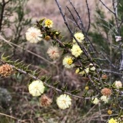 Acacia gunnii at Coree, ACT - 25 Jul 2022 12:33 PM