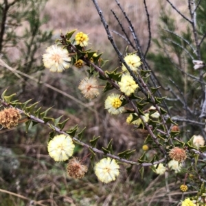 Acacia gunnii at Coree, ACT - 25 Jul 2022