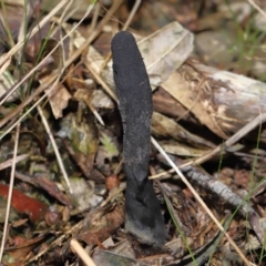 Drechmeria gunnii (Dark Vegetable Caterpillar) at Paddys River, ACT - 13 Jul 2022 by TimL