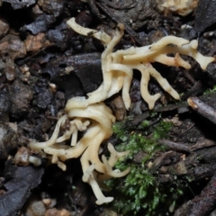 Artomyces sp. (A coral fungus) at Tidbinbilla Nature Reserve - 13 Jul 2022 by TimL