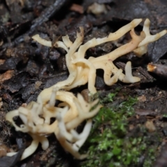 Artomyces sp. at Tidbinbilla Nature Reserve - 13 Jul 2022