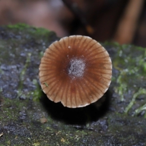 Mycena sp. at Tidbinbilla Nature Reserve - 13 Jul 2022 10:39 AM